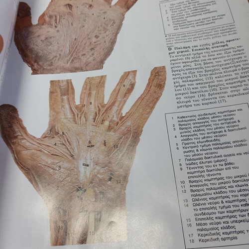 Colored Atlas of Human Anatomy