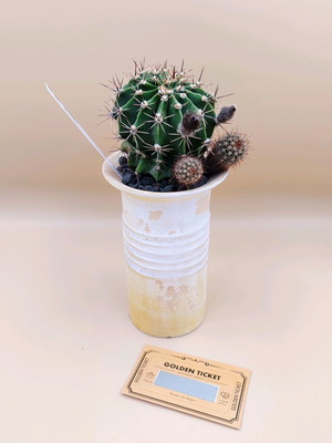 Κάκτος Echinopsis σε κεραμική γλάστρα καινούργιος, ιδανικός για δώρο