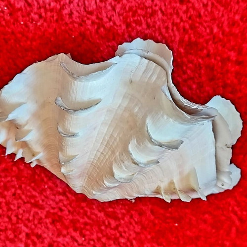 Tridacna Squamosa Seashell used, decorative coastal clam