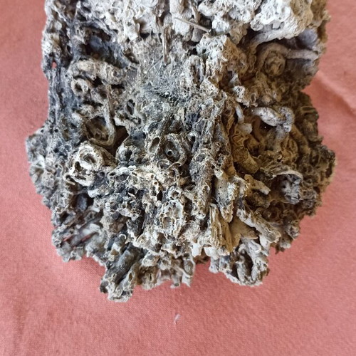 Vintage Authentic Mediterranean Coral Specimen 16 cm, 1980s