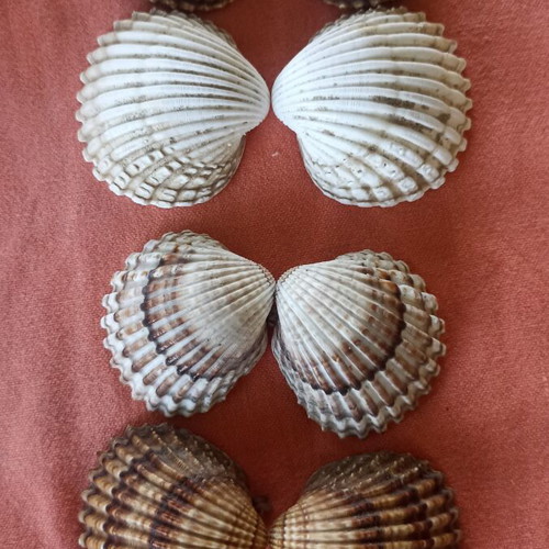 Natural Double Cockle Shells Set of 4 Acanthocardia, like new