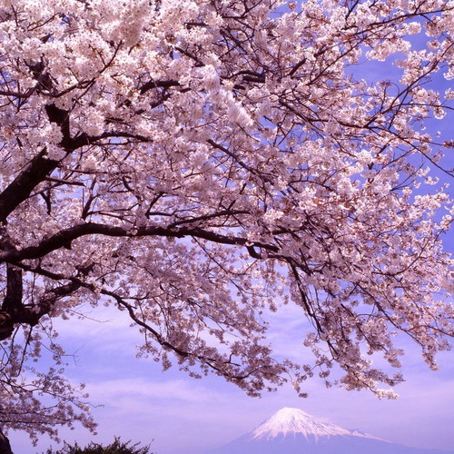 25 Pink Japanese Cherry Sakura Prunus Serrulata Seeds