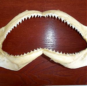 Δοντια λευκου καρχαρια