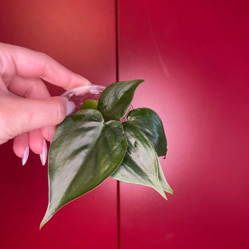 Philodendron Scandens rooted cuttings with new growth