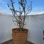 Κρητικό πυθάρι