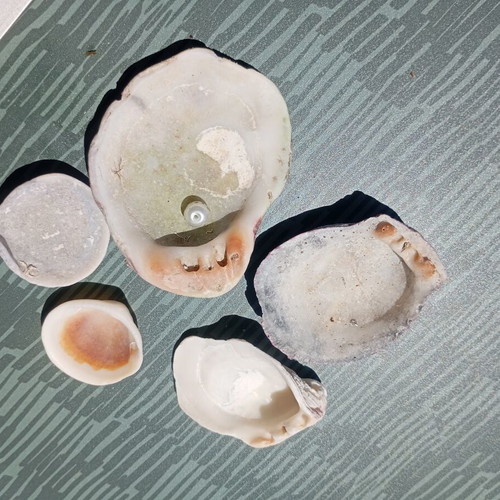 Small collection of seashells and one small pearl