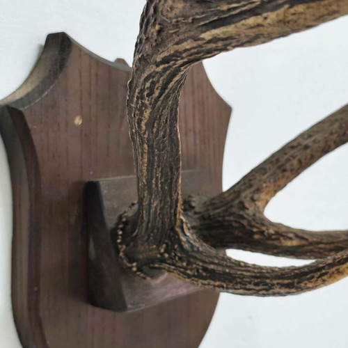 Vintage Deer Antlers Wall Mount on Wooden Base like new