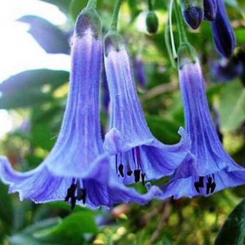 Brugmansia Datura flower seeds mix, 25 pack