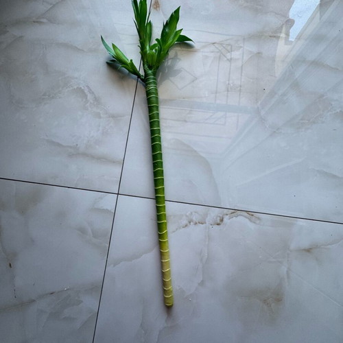 Lucky flower artificial bamboo like new