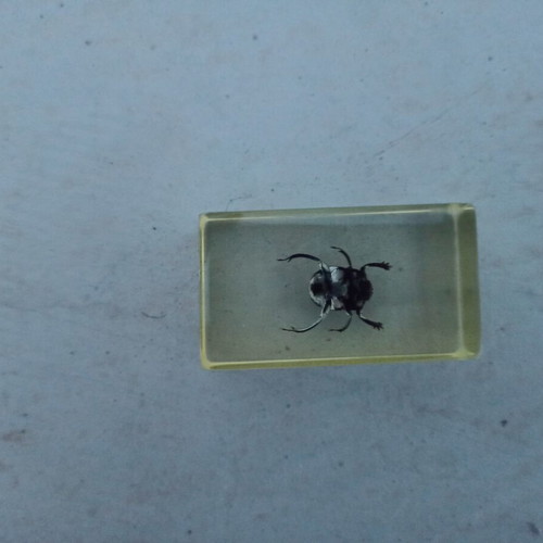 Round Beetle Insect from Deagostini True Insects Series like new
