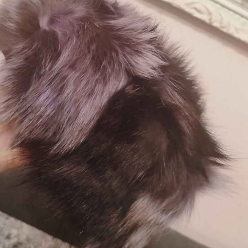 Genuine fur hat from Kastoria new in gray purple color