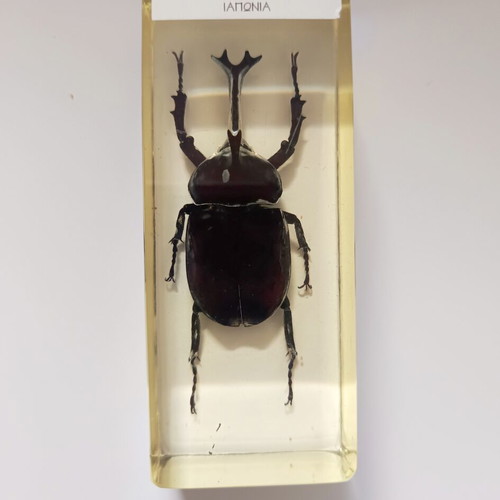Insect collection in resin used, DeAgostini series, 5 pieces