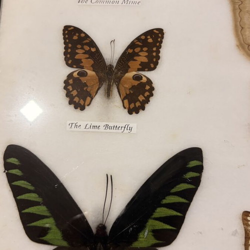 Vintage Insect Taxidermy Display with Real Exotic Butterfly Collection used