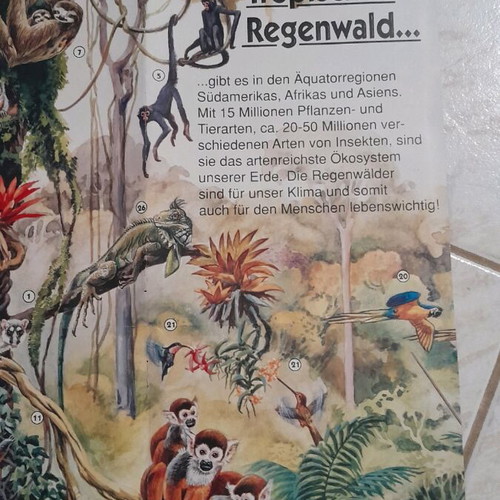 Disney Mickey Mouse poster used, 60x47, tropical animals