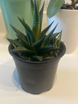 Haworthia παχύφυτο σε μαύρη πλαστική γλάστρα, 9 εκ.
