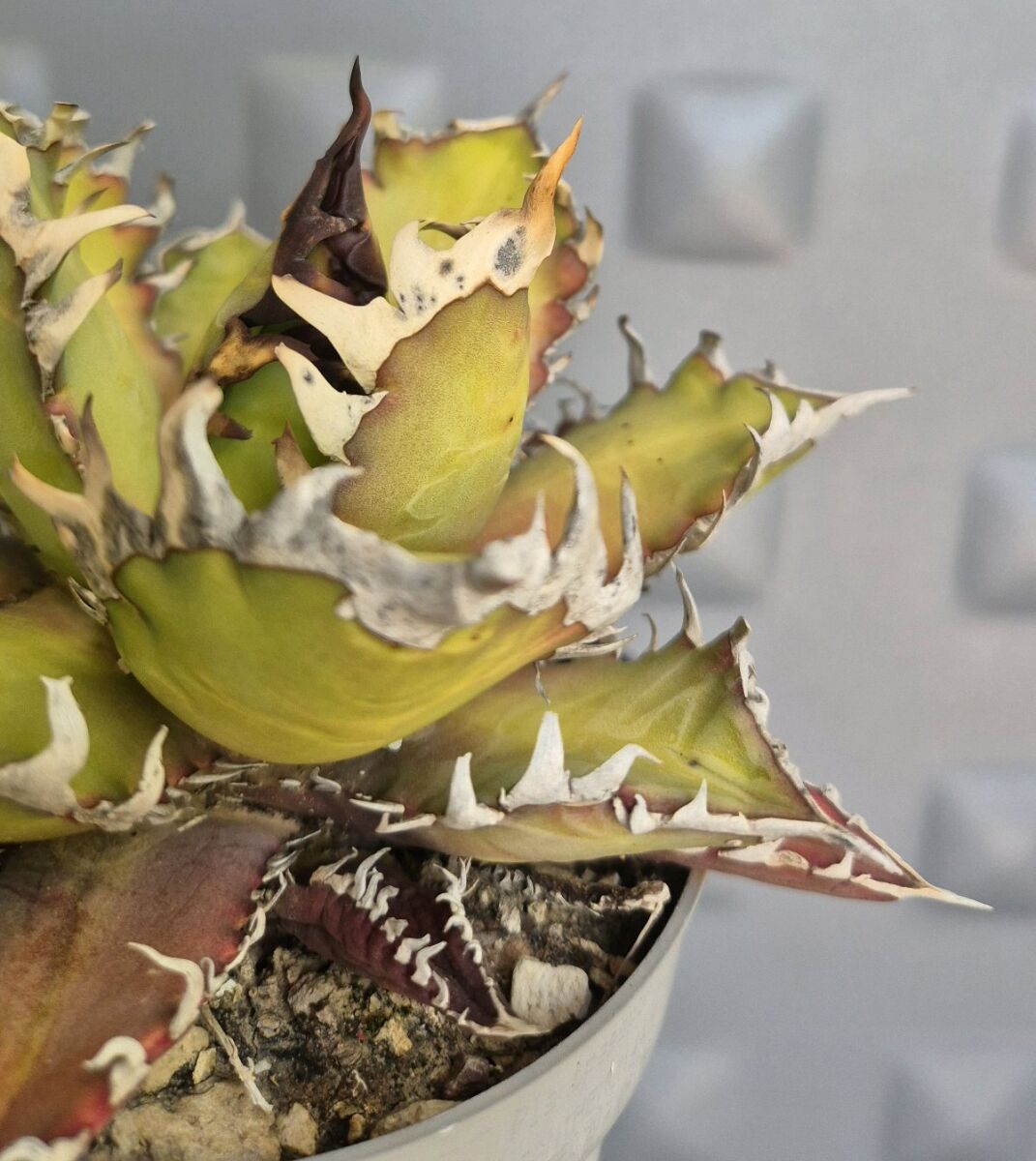 Agave Titanota Red Catweazle new - € 40,00 - Vendora.cy