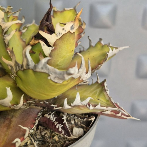 Agave Titanota Red Catweazle new