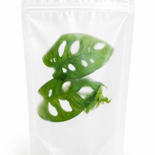 Monstera Monkey cutting new, packaged