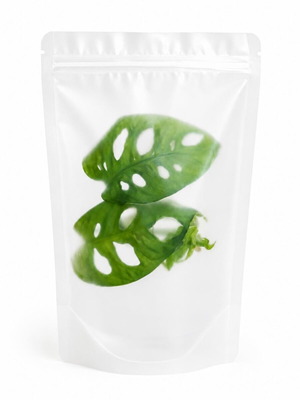 Monstera Monkey cutting new, packaged