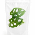 Monstera Monkey cutting new, packaged