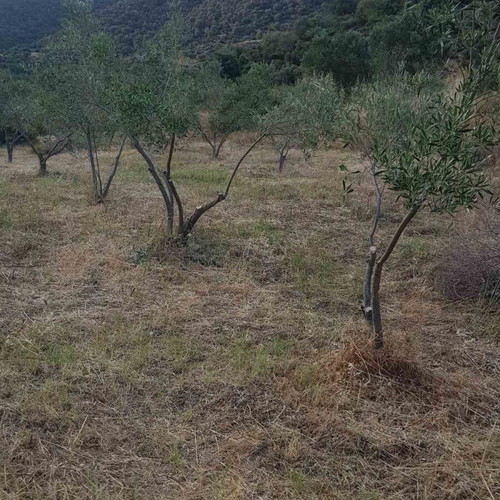 Agricultural land 4,817 m² buildable with olive trees in Sykia Halkidiki