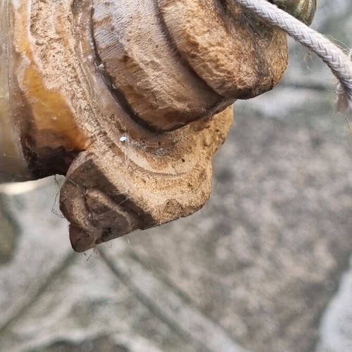 Powder horn used, condition as shown in photos