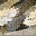  Swarovski Διακοσμητική Μινιατούρα Σκατζόχοιρος