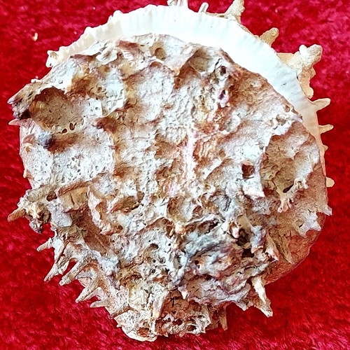 Spiny Oyster Shell like new, natural marine collectible