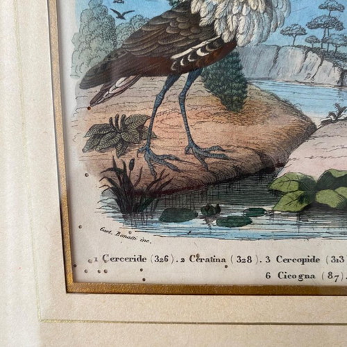 Antique 1856 Engraving like new with birds and insects