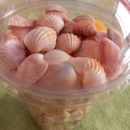 Rare collectible natural seashells like new for decoration and crafts