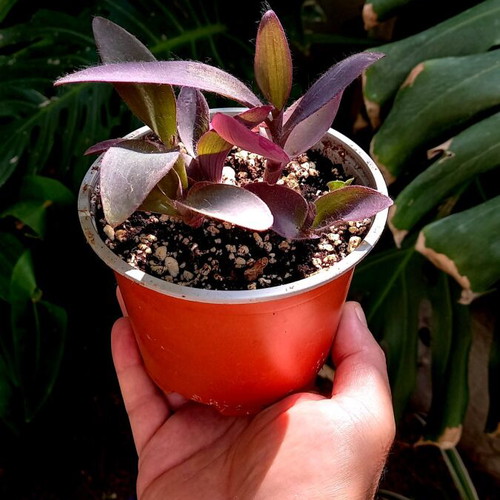 Tradescantia Pallida Purple Heart Plant