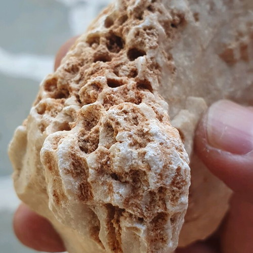 Fossilized Coral like new from Greece, Evros