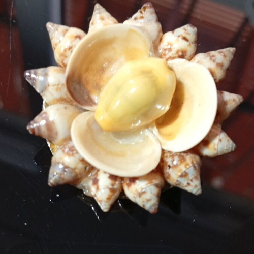 Brooch with seashells used