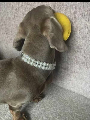 Нашийник за домашни любимци нов, модел за кучета и котки