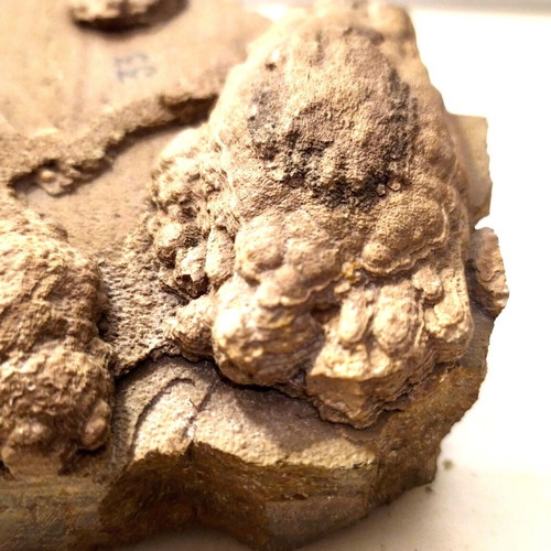 Silicified Hemispherical Stromatolite from Brazil, Precambrian