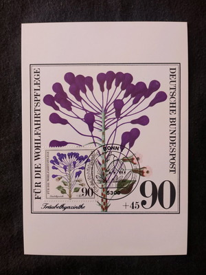 Maxima card Germany like new from philatelic program