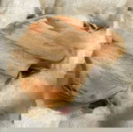  πέτρωμα για συλλογή