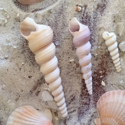 Turritella Seashells new, natural spiral shells for decoration