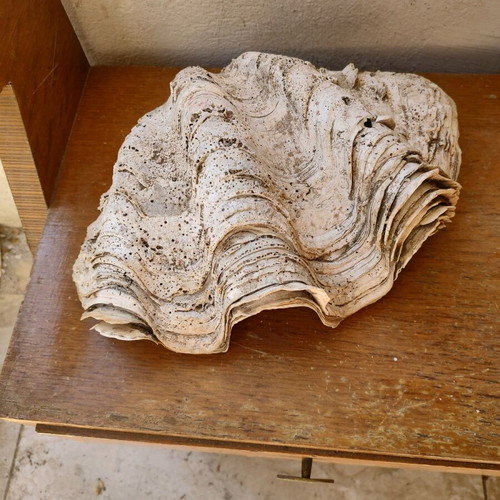 Fossilized giant pearl 35 cm like new