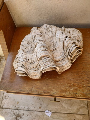 Fossilized giant pearl 35 cm like new