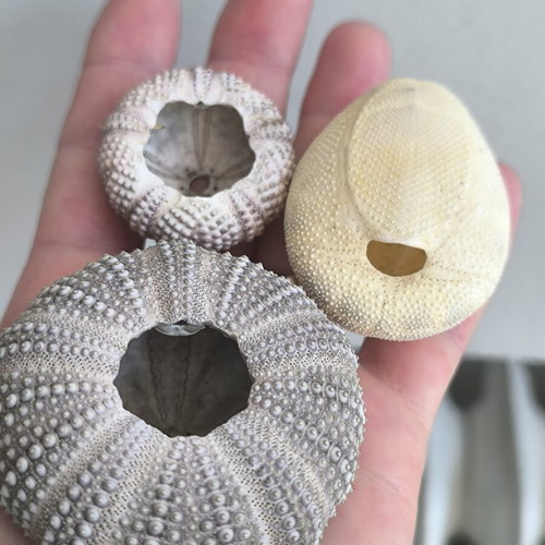 Decorative sea potato and sea urchin shells like new, set of three