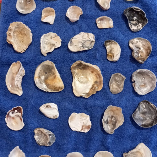 Rare shell fragments set of 30, like new, varnished for jewelry making
