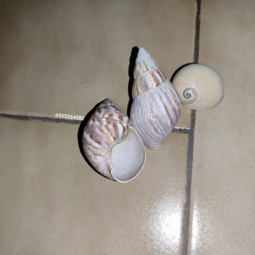 Decorative shells new, in 5 glass jars and basket