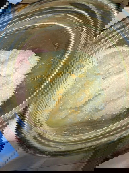 Σπόροι κεφίρ νερού
