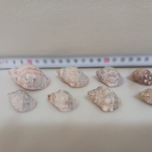 Muricidae Thais Haemastoma shells new, pack of 8 pieces
