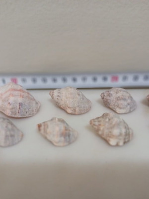 Muricidae Thais Haemastoma shells new, pack of 8 pieces