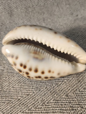 Cypraea Tiger Shell like new, 9cm