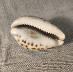 Cypraea Tiger Shell like new, 9cm