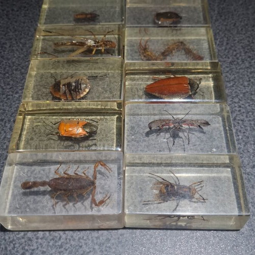 Insect and Arthropod Collection like new, 27 pieces in resin