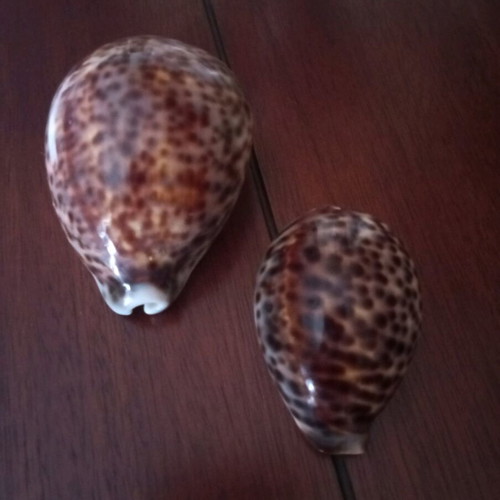 Cypraea Tigris shells used, set of 2 pieces